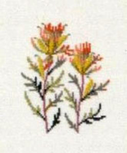 Indian Paintbrush, Wyoming