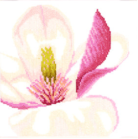 Magnolia Flower