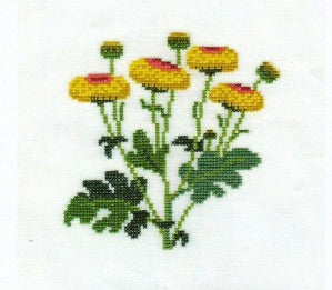 Efterårschrystantemum