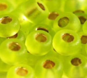 11-14F Matte Silver Lined Chartreuse