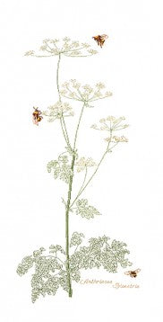 Cow Parsley