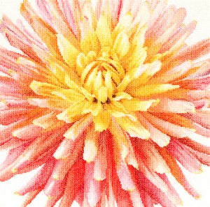 Dahlia