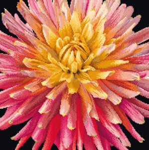 Dahlia (svart botten)