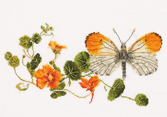 Butterfly - Nasturtium