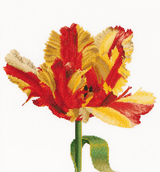 Red/Yellow Parrot Tulip